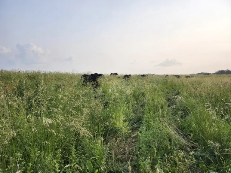 AG Legacy Farm 768x576