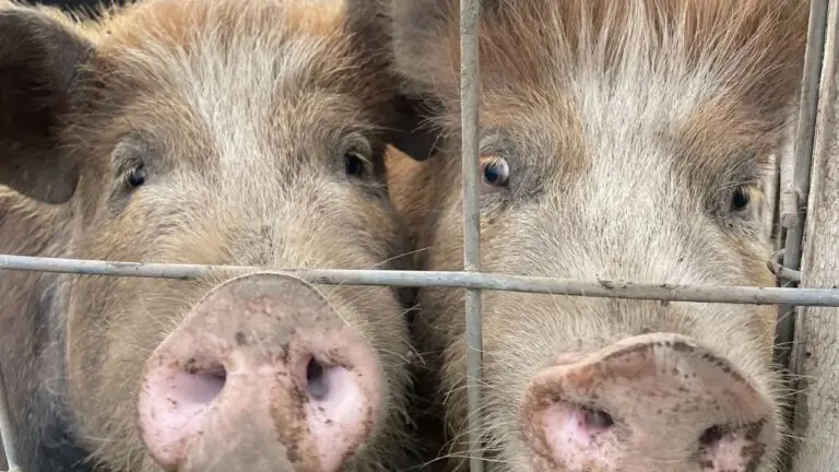 OFD Host profile picture sizing 1 768x432