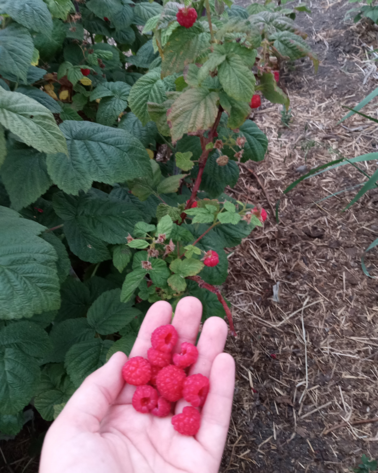 OFD Social Content 4 768x960