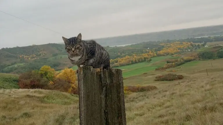 OFD Youtube Header 1 768x432