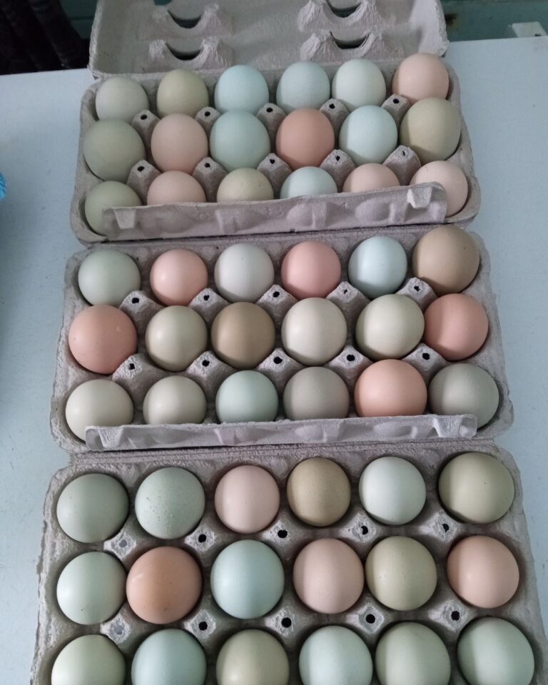 OFD Social Content 10 768x960