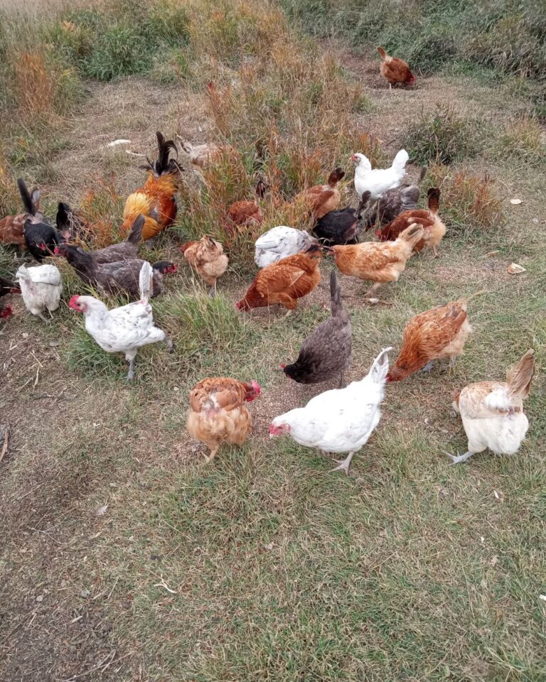 OFD Social Content 9 768x960